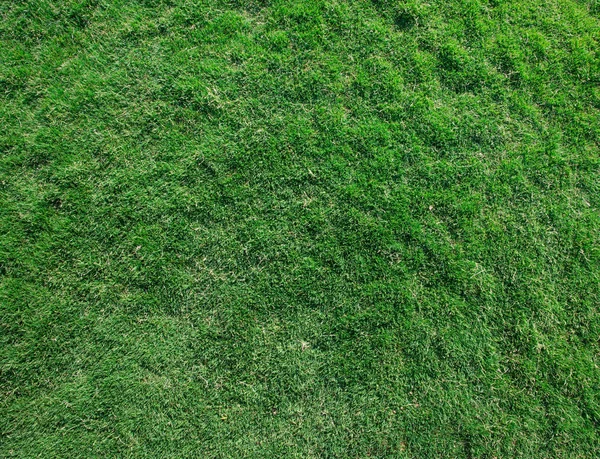 Gras textuur van een veld — Stockfoto