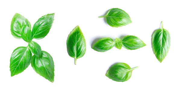 Green basil leaves isolated on white background — Stock Photo, Image