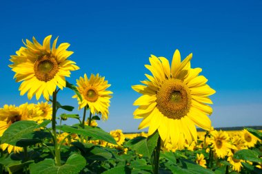 Bulutlu mavi gökyüzü olan ayçiçeği tarlası