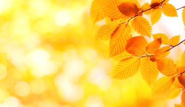 Güneşli bir günde yeşil yapraklar