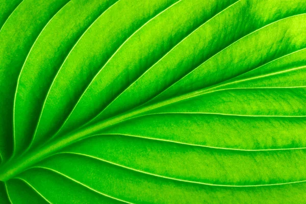 Textura de una hoja verde como fondo —  Fotos de Stock