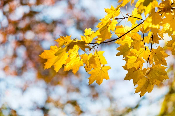 Autumn leaves on sunny day — Stock Photo, Image