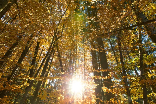 Forêt d'automne par temps ensoleillé. feuille d'automne — Photo