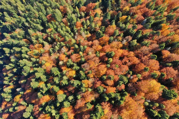 Forêt d'automne par temps ensoleillé — Photo