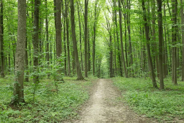 Bosbomen. natuur groen hout zonlicht achtergronden — Stockfoto