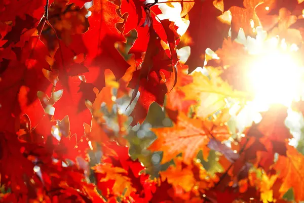 Autumn leaves background in sunny day — Stock Photo, Image