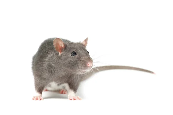 Ratto isolato su sfondo bianco — Foto Stock