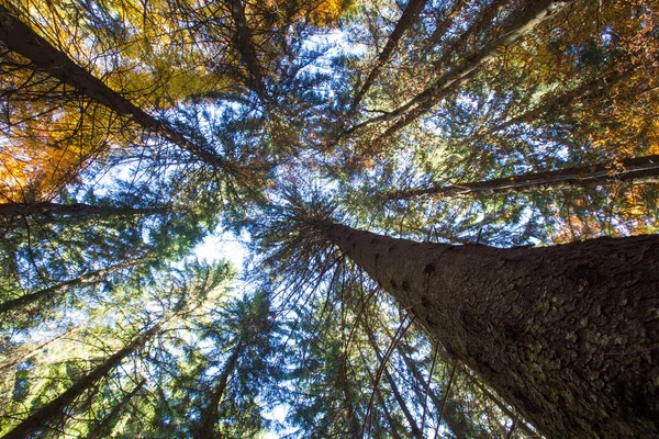 Erdőfák. természet zöld fa napfény hátterek — Stock Fotó