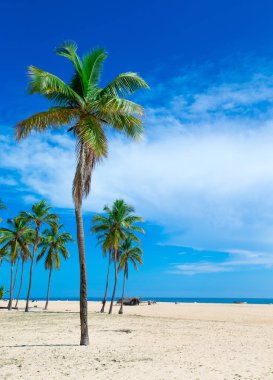  sri Lanka tropikal plaj