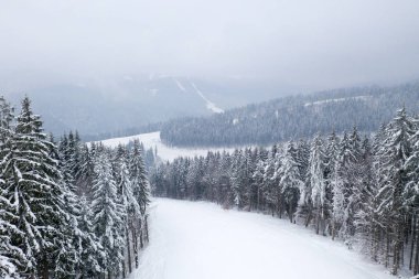 güzel kış orman ve yol