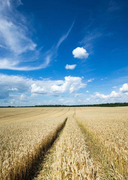 Golden wheat field and sunny day — Stock Photo, Image