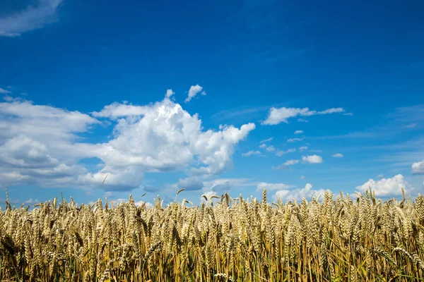 Goldenes Weizenfeld und sonniger Tag — Stockfoto