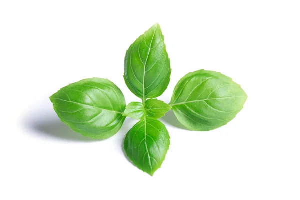 Green basil leaves isolated on white background — Stock Photo, Image