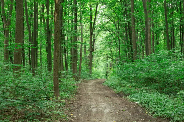 Leśne drzewa. natura zielone drewno sunlight tła — Zdjęcie stockowe