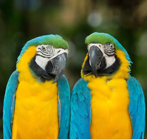 Guacamayo — Foto de Stock