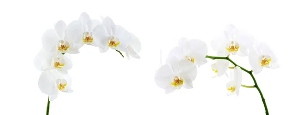 Fleurs d'orchidées blanches en fleurs isolées sur fond blanc — Photo