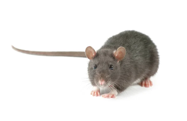 Ratte — Stockfoto