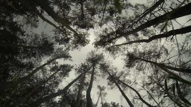 风震动高大的松树 从底部查看 — 图库视频影像