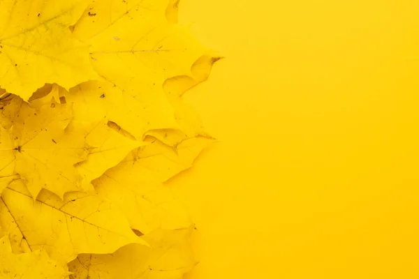 Üzerinde sarı sonbahar yaprakları — Stok fotoğraf
