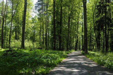 Bir yaz orman görüntü ile manzara