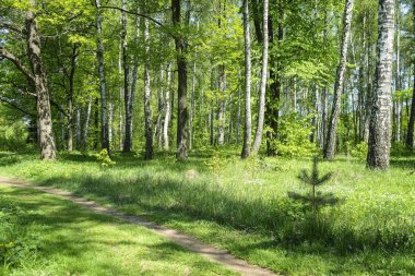 Bir yaz orman görüntü ile manzara