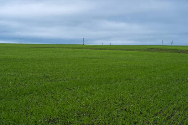 Feld Bäume Und Der Bewölkte Himmel — Stockfoto