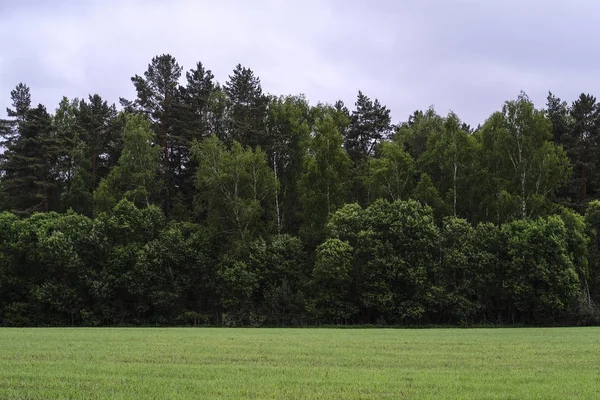 Veld Bomen Bewolkte Hemel — Stockfoto