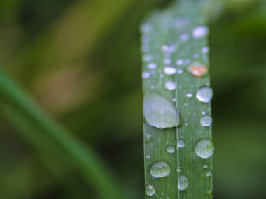 Yeşil çimenlere çiy damlaları düşer