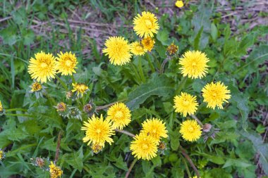 Bir karahindiba görüntüsünü