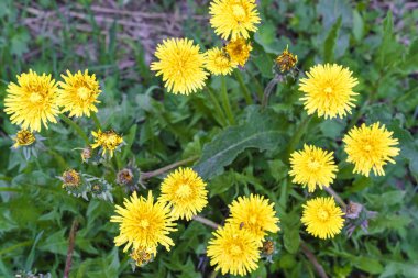 Bir karahindiba görüntüsünü