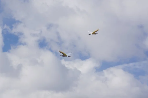 Δύο Ardeas Πετά Κάτω Από Τον Ουρανό — Φωτογραφία Αρχείου