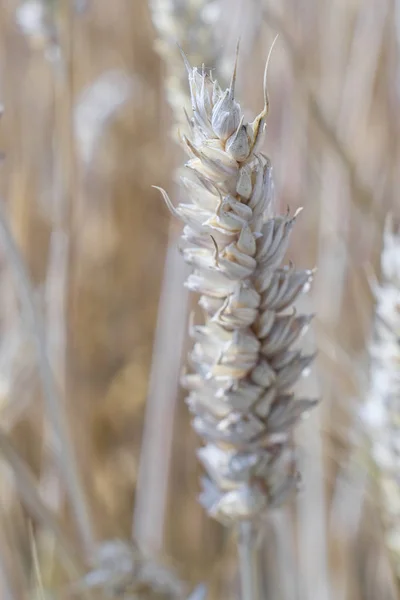 Pšeničného Zblízka — Stock fotografie