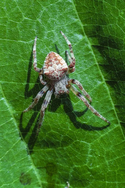 Aranha Senta Uma Folha Árvore Perto — Fotografia de Stock