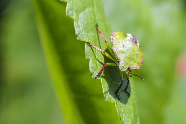 Grüner Käfer Sitzt Auf Einem Baumblatt — Stockfoto