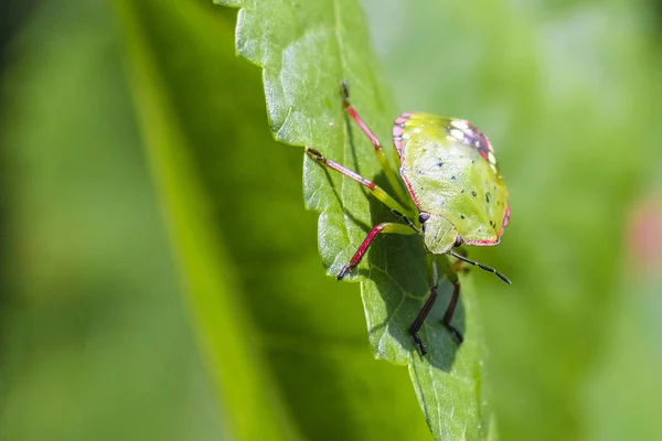 Coléoptère Vert Est Assis Sur Une Feuille Arbre — Photo