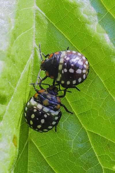 Schwarz Fleckige Käfer Sitzen Auf Einem Baumblatt — Stockfoto