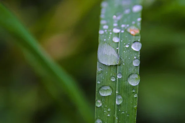 Gotas Rocío Sobre Hierba Verde —  Fotos de Stock