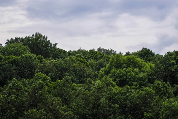 Деревья Облачное Небо — стоковое фото