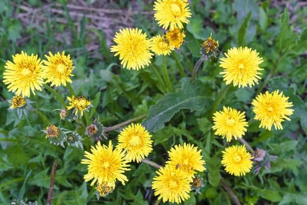 Bir karahindiba görüntüsünü