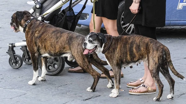 Vrouwen Wandeling Met Honden Italië — Stockfoto