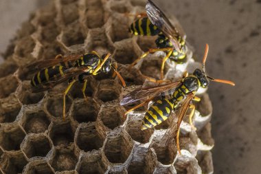 bir arı arı kovanı görüntüsünü
