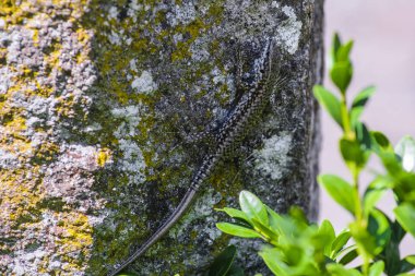 Kertenkele om bir taş yakın çekim