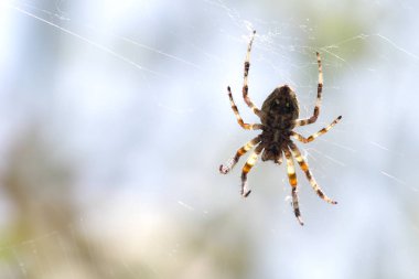 örümcek örümcek net üzerinde asılı