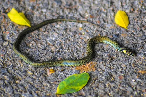 Das Bild Einer Kleinen Schlange — Stockfoto