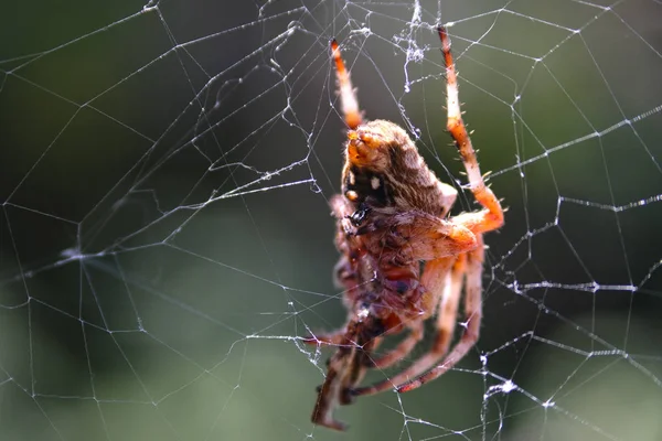 Spider Tourne Une Toile — Photo