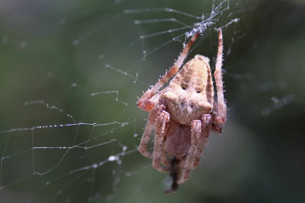 거미는 — 스톡 사진