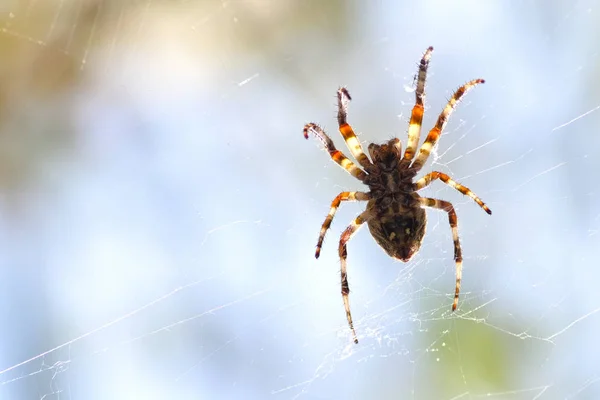 Örümcek Örümcek Net Üzerinde Asılı — Stok fotoğraf