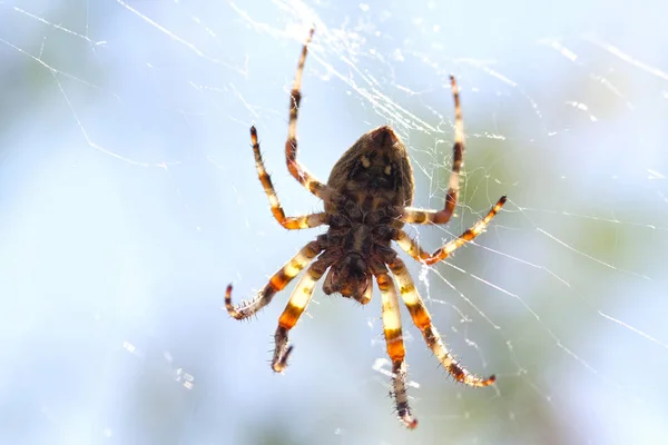 クモは くもの網にハングアップします — ストック写真