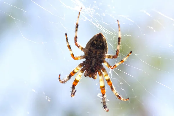 Aranha Pendura Uma Rede Aranha — Fotografia de Stock