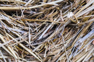 Saman görüntü ile arka plan